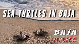 Baby Sea Turtle Release Todos Santos Baja Mexico  | Baja Van Life Adventure