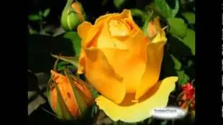 KLAPA KADENA - žuta ruža