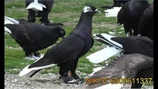 ΤΣΑΡΟΥΧΛΙΔΙΚΑ ΚΑΡΑΓΑΛΑΤΣΙΑ ΤΑ ΠΑΡΑΞΗΓΗΜΕΝΑ ΠΟΥΛΙΑ ΝΙΚΟΣ ΚΑΛΟΧΩΡΙ ΘΕΣΣΑΛΟΝΙΚΗ 2024