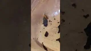 falso caracol degollado (cochlicopa lubrica)