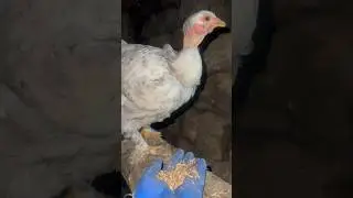 Цыпленок голошейка #ферма #цыпленок #сельскоехозяйство #жизньвстепи