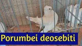 Expozitia porumbei Fauna Banatului 17-18.01.2026   Part 2