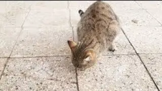 Watch This Cat&rsquo;s Reaction to Homemade Food 🍗🐾