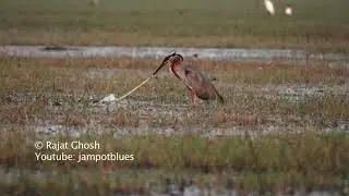 Purple heron wrestles with a snake for food, rajat ghosh, wildlife, slomo, jampotblues