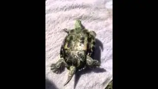 Snappy the turtle flips over using his neck!!!!