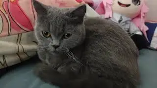 Got a kitty ball on my bed