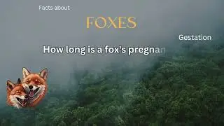 Fox fact 8 - How long is a fox's pregnancy?