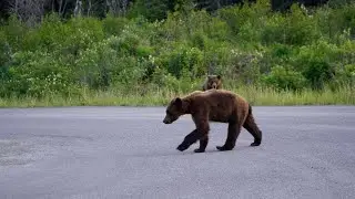 Grizzy Bears and More Bears | Stewart, Bristish Columbia, Canada | With Original Music