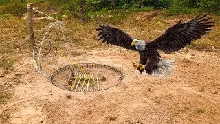 Amazing Quick Trap Using Electric Fan Cover & Wood That Work 100% - How To Make  a Dove Trap.