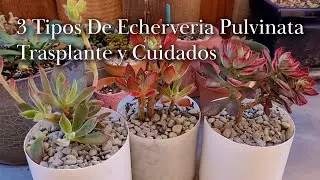 3 Tipos De Echeveria Pulvinata/ Trasplante y Cuidados
