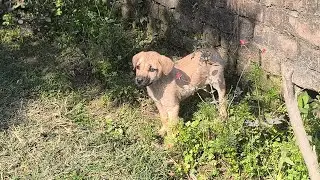 Day 9 ll cute pups 🥹 ll 