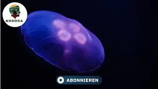 Unglaubliche Unterwasserger&auml;usche 🌊 | Mysterious Sounds from the Deep Sea
