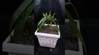 Growing ruellia-flower plant at home | Simple gardening hack //#reels #shorts