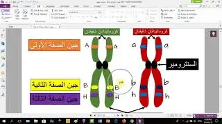 الميوزي الأول: العبور