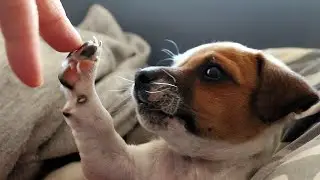 Watch These Smart Pets High Five - Funny Pet Reaction