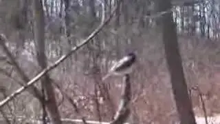 hand feeding chickadee's @ bird sanctuary part 1