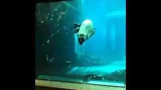 Male Leopard Seal singing