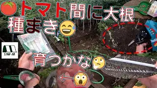 【トマトの間のドリル大根😅】立鎌やレーキは踏んだら危ない！冒頭からNGシーンでスタートです！農作業道具の置き方は難しいですね😰【スターエム　アースドリル　両溝型 25mm　31B-250】