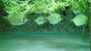 Myleus Rubripinnis Rubripinnis