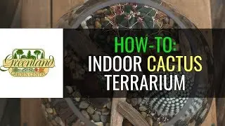 Как сделать террариум с кактусом (не требующий особого ухода)