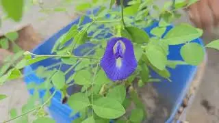 How to repot Aprajita flower plant // Aprajita flower plant care tips // propagation // fertilizers