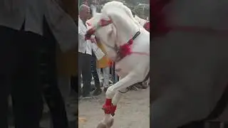 #horse #viral #video #horseshortvideo #horseshort #horse #eshort ##horsesvideo