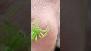 Micrommata virescens (8 g&ouml;zl&uuml; yeşil &ouml;r&uuml;mcek) micro - macro &ccedil;ekim #shorts