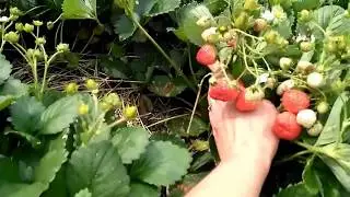 Земляника из семян. Август. Север Бурятии.
