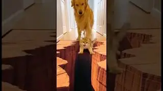 Cat Freaks Out on the Optical Illusion rug 🤣 #shorts