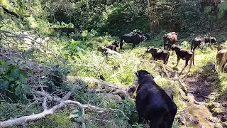 ME SACARON ESTAS VACAS DEL POTRERO! y fui a arreglar eso