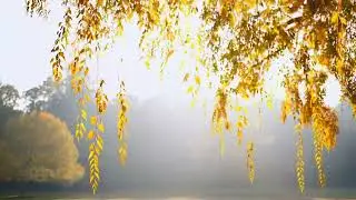Lofi Anime Flow 🍂 Red Leaves