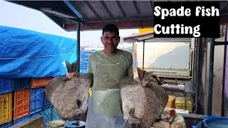 Разделка рыбы лопаткой #разделка рыбы чаанд /морская жизнь /морепродукты /рыбалка /гавань малпе
