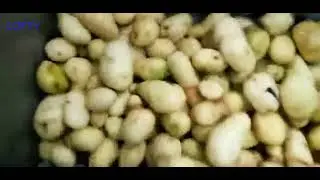 Potato Washing Machine Price--Roller Vegatable Peeler