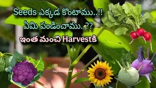 ఎక్కడ కొంటాము..!! seeds info/Telugu gardener with arts/Purple Cauli flower/cabbage/ small red radish