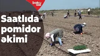 Saatlıda Lajin pomidoru əkilir - Baku TV