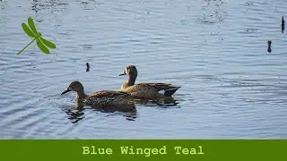 Nature Walk Blue Winged Teal
