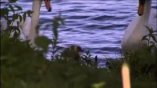Zwanen voeden gansjes op