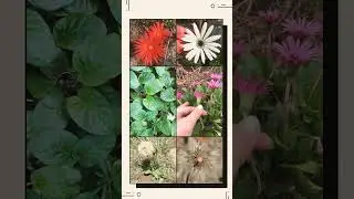 🌻&sup1;⁰☆&bull;&sup3;◇&sup1;&sup1;■&sup1; Barberton Daisy, Transvaal Daisy (Gerbera jamesonii) in Sunflower Family (Asteraceae)
