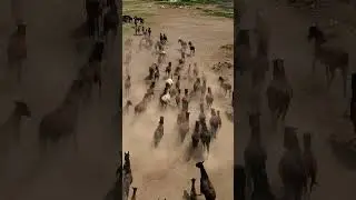 Graceful Gallop: Herd of Horses in Motion