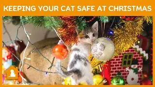 How to Keeping Your Cat Safe at Christmas | Cat Christmas Safety | Pets Guideline
