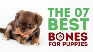 The Best Bones for Puppies