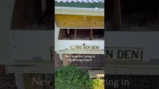 How to get chickens to lay eggs in the nesting box #backyardchickens