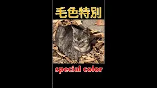 毛色特別の灰灰｜what a special gray color【喵有事】