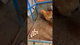 Golden Buff eggs #cute #goldenbuff #aseel #shorts