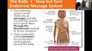 Endocrine System