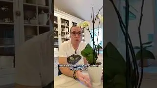 An alternate way to trim your Phalaenopsis orchid&rsquo;s flower spike to encourage rebloom.