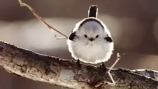 Shima-Enaga Japanese Bird || That Looks Like A Fluffy Cotton Balls.#birds