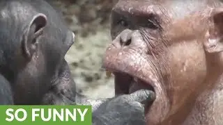 Hairless chimpanzee gets thorough dental check from friend