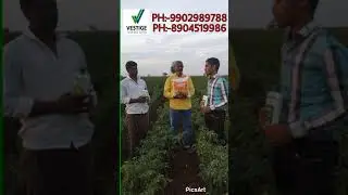 Maaz vestige Chilli plant result in Gadag