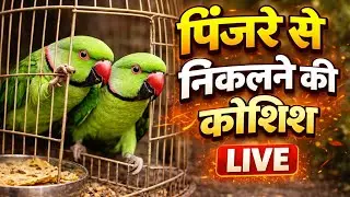 LIVE 😱 दो तोते पिंजरा तोड़कर भागने वाले हैं! देखो क्या हुआ 🦜🔥